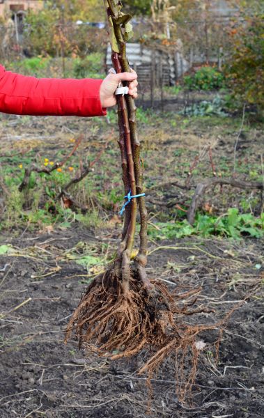 Cost of Shrub Root Removal in Sun Prairie