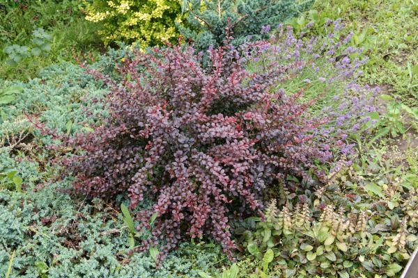 Japanese Barberry Removal in Sun Prairie