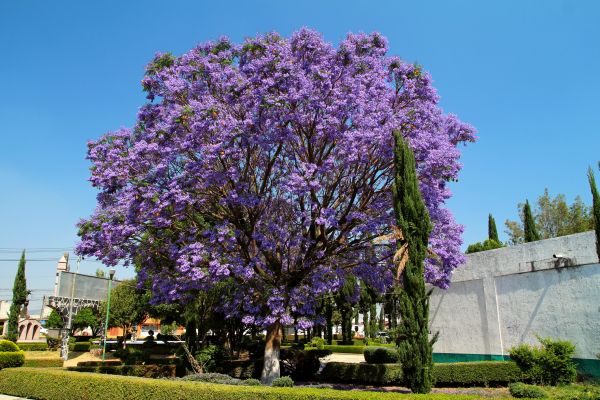 Jacaranda Pruning in Sun Prairie
