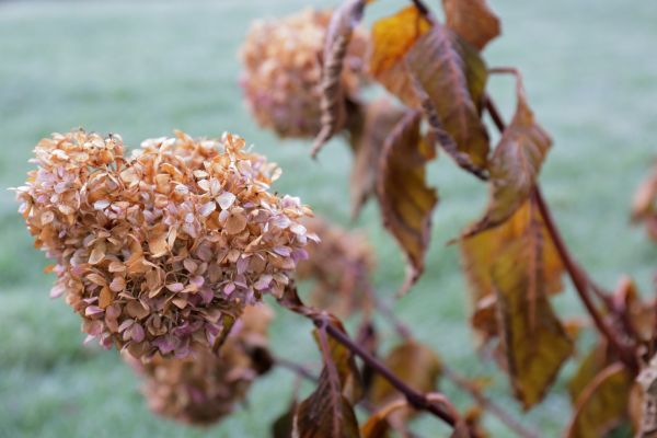 Hydrangea Removal in Sun Prairie