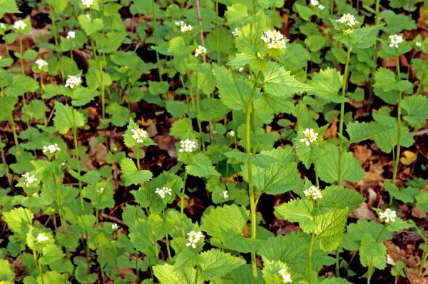 Garlic Mustard Removal in Sun Prairie