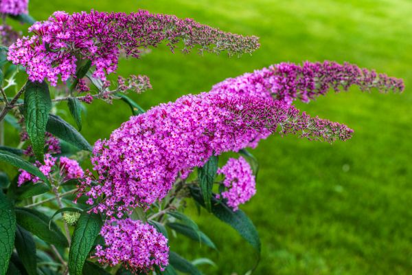 Butterfly Bush Removal in Sun Prairie