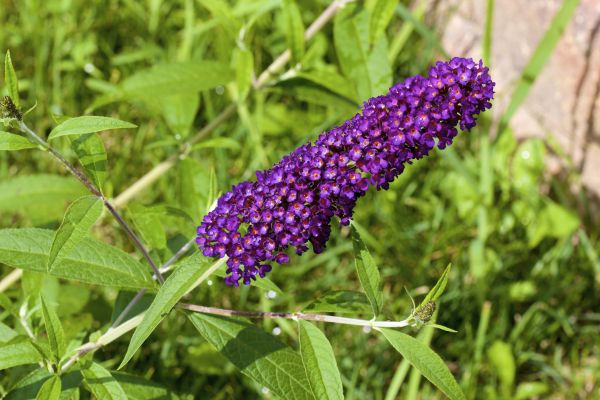 Butterfly Bush Pruning in Sun Prairie
