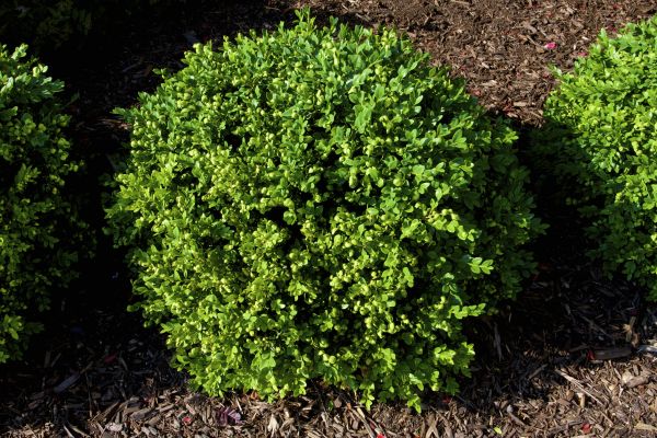 Boxwood Removal in Sun Prairie