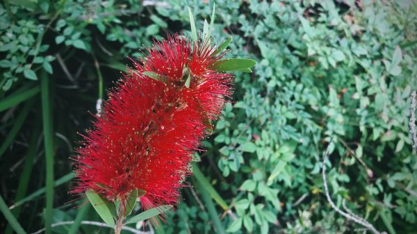 Cost of Bottlebrush Pruning in Sun Prairie