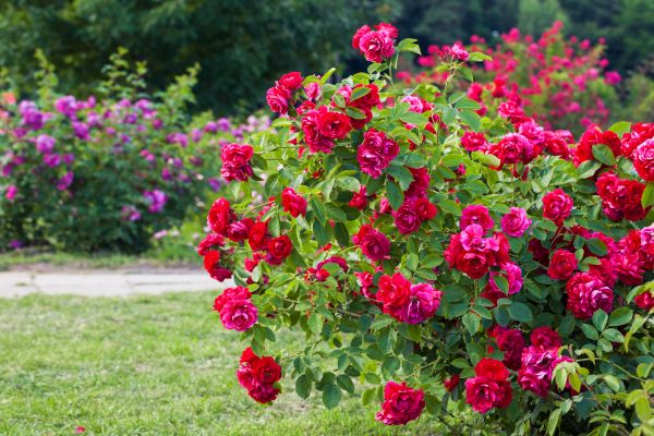 Shrub Trimming in Sun Prairie