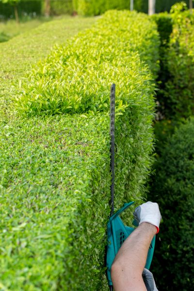 Hedge Trimming in Sun Prairie