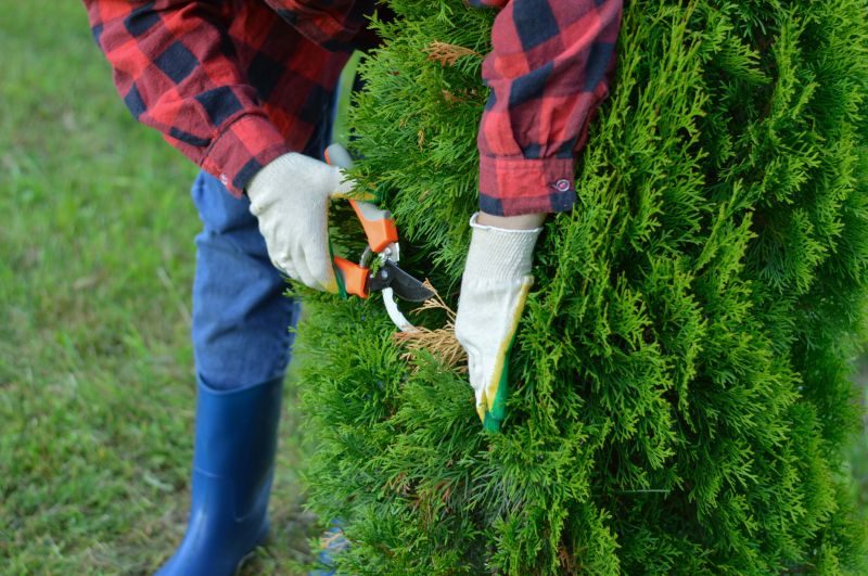 Juniper Pruning