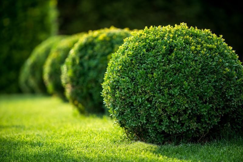 Neatly Pruned Bushes
