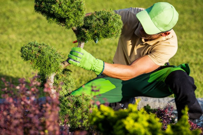 Shrub Maintenance